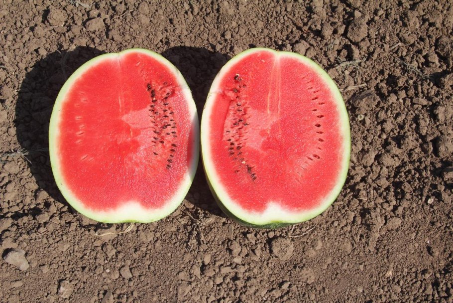 Арбуз Юкон f1