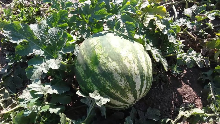 Арбуз Атаманский 1г Гавриш