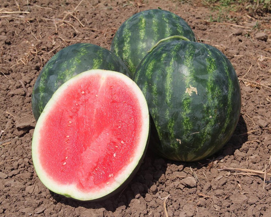 Watermelon Атаман f1