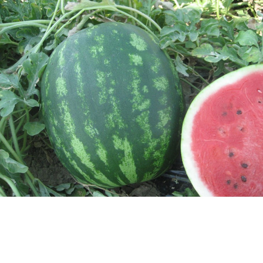 Арбуз Green Diamond f1