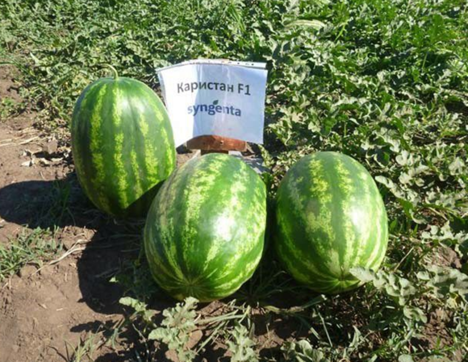 Арбуз Синчевский