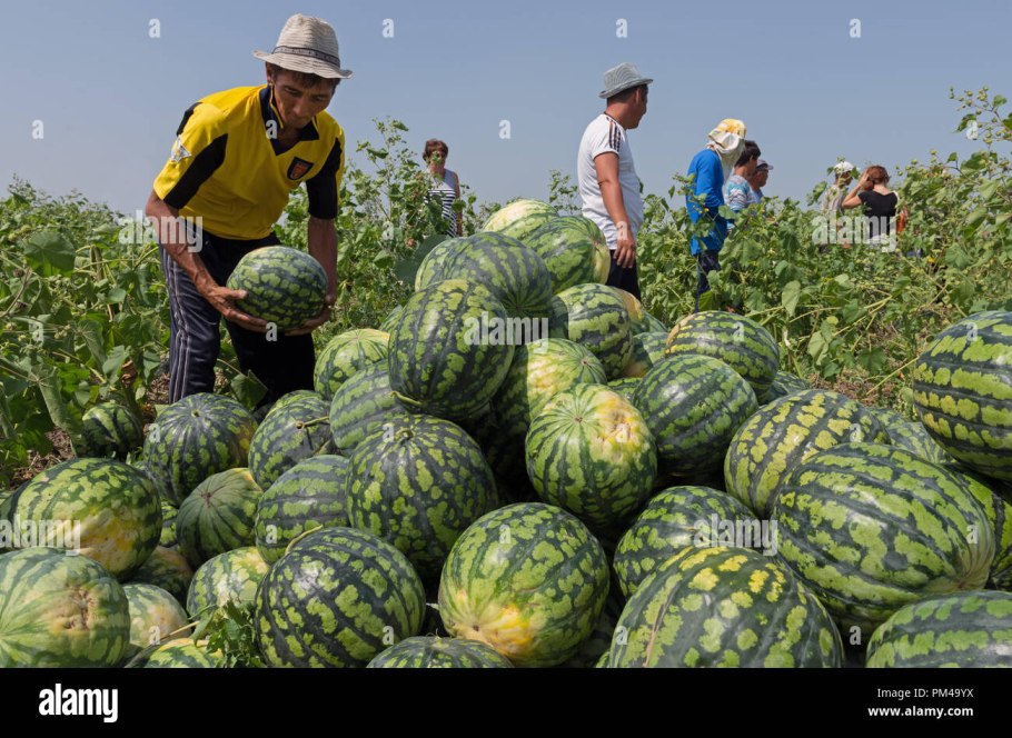 Арбуз растет