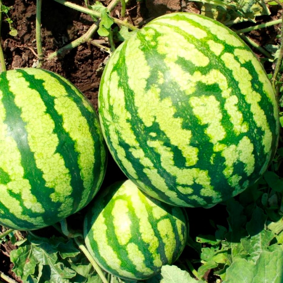 Сорт арбуза Тамерлан