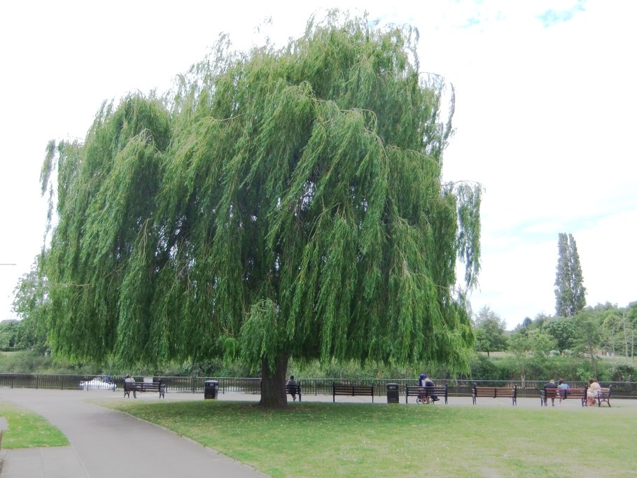 Лох серебристый (Elaeagnus argentea)