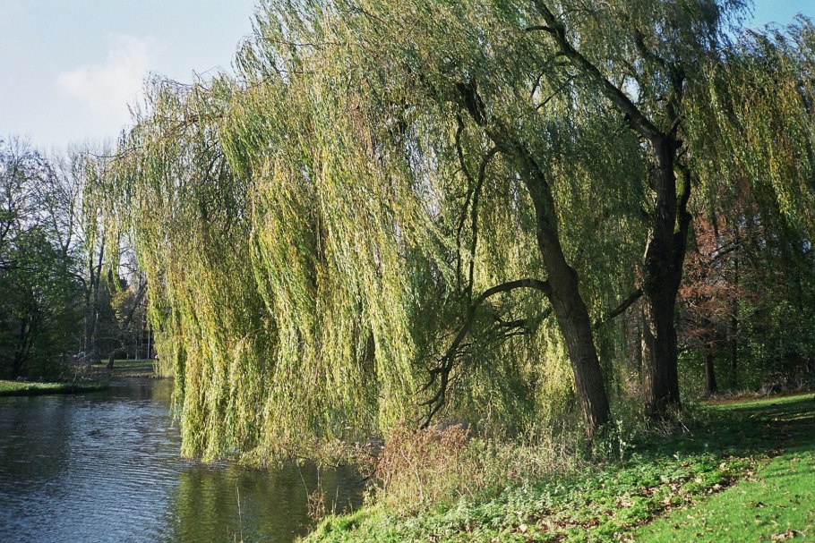 Ива белая бритценская Salix Alba britzensis