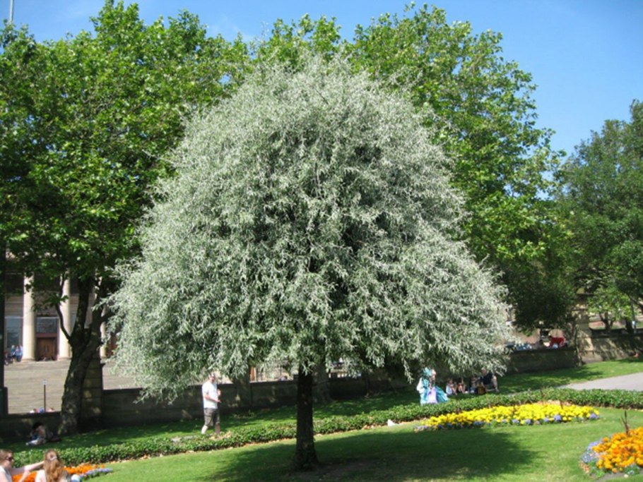Ива белая Тристис