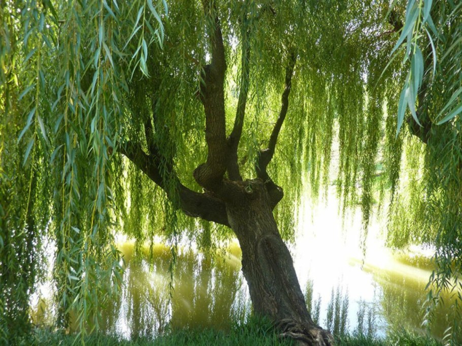 Salix Свердловская плакучая