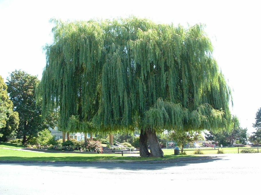 Ива белая (Salix Alba l.)