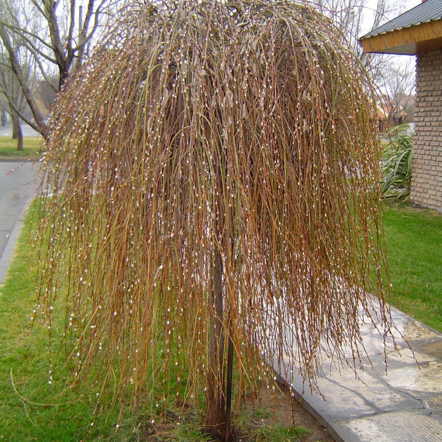 Ива Гельветика на штамбе