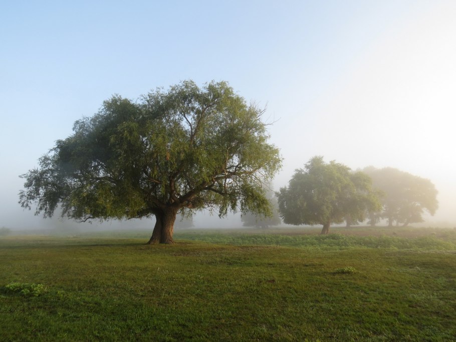 Груша иволистная (Pyrus salicifolia)