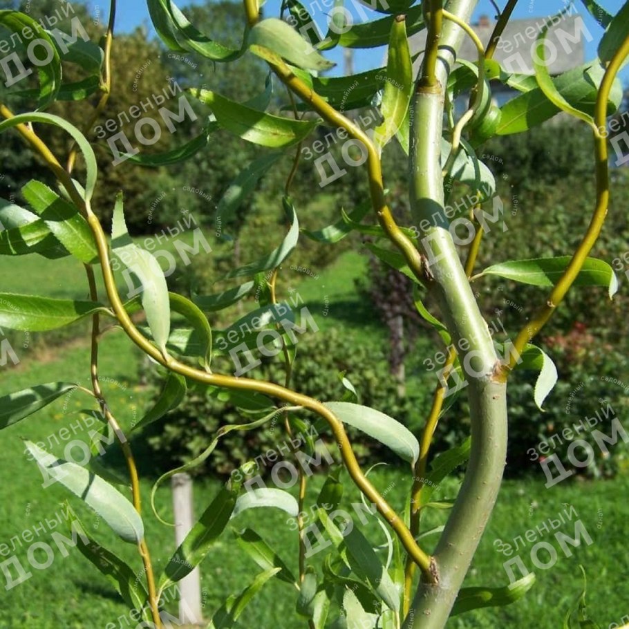 Ива Булата шаровидная