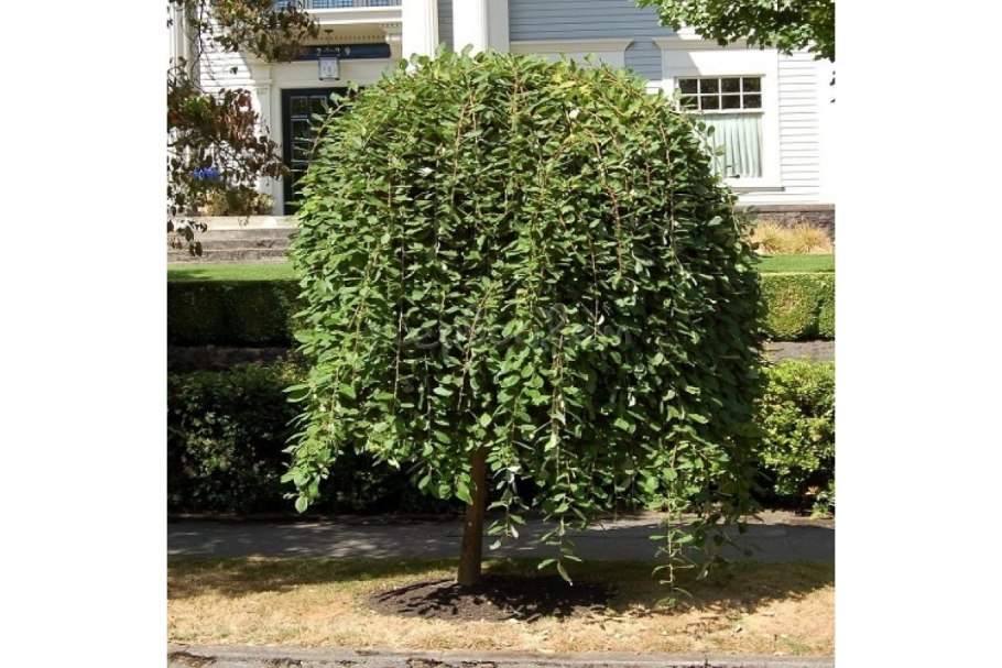 Ива цельнолистная Хакуро Никиши