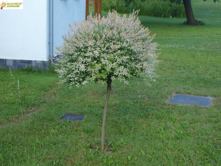 Ива пурпурная Хакуро нишики