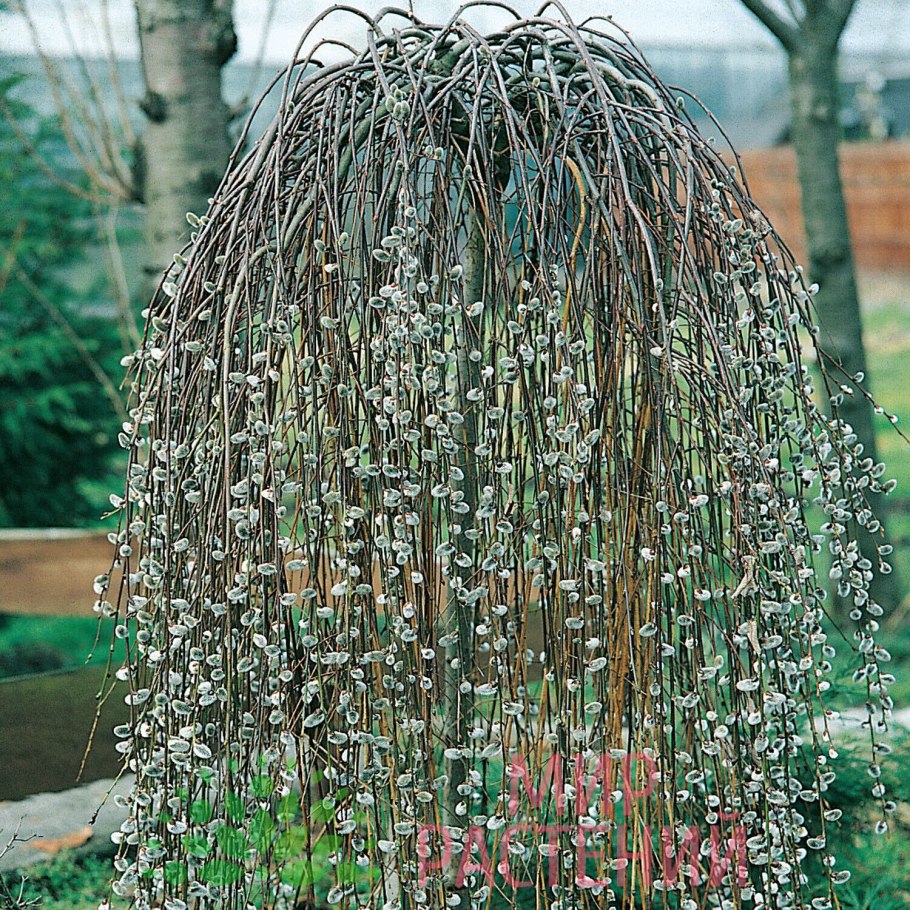 Глициния китайская Альба