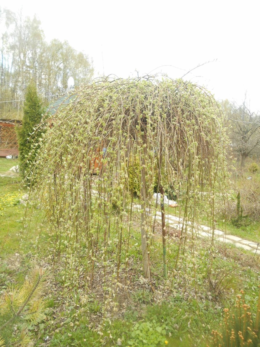 Ива гибридная шатер