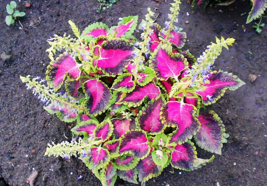 Колеус Хан атлас