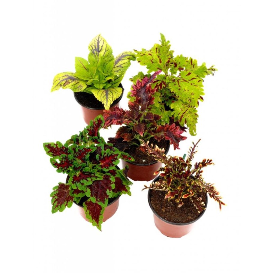 Цветок Крапивка колеус