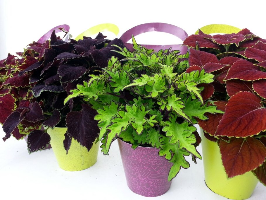 Колеус Вершаффельта