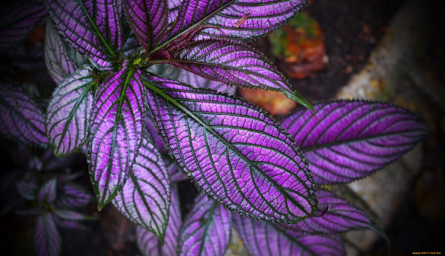 Стробилантес persian shield