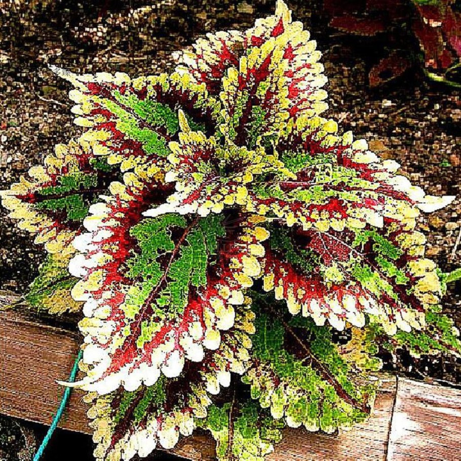 Колеус Wisley Flame