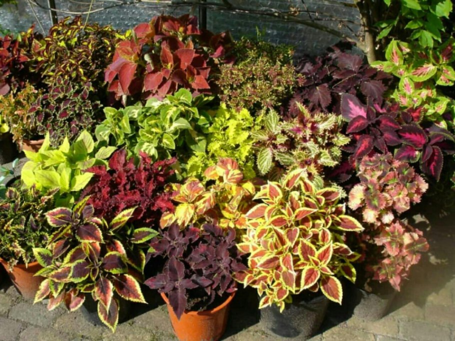 Колеус Red Croton