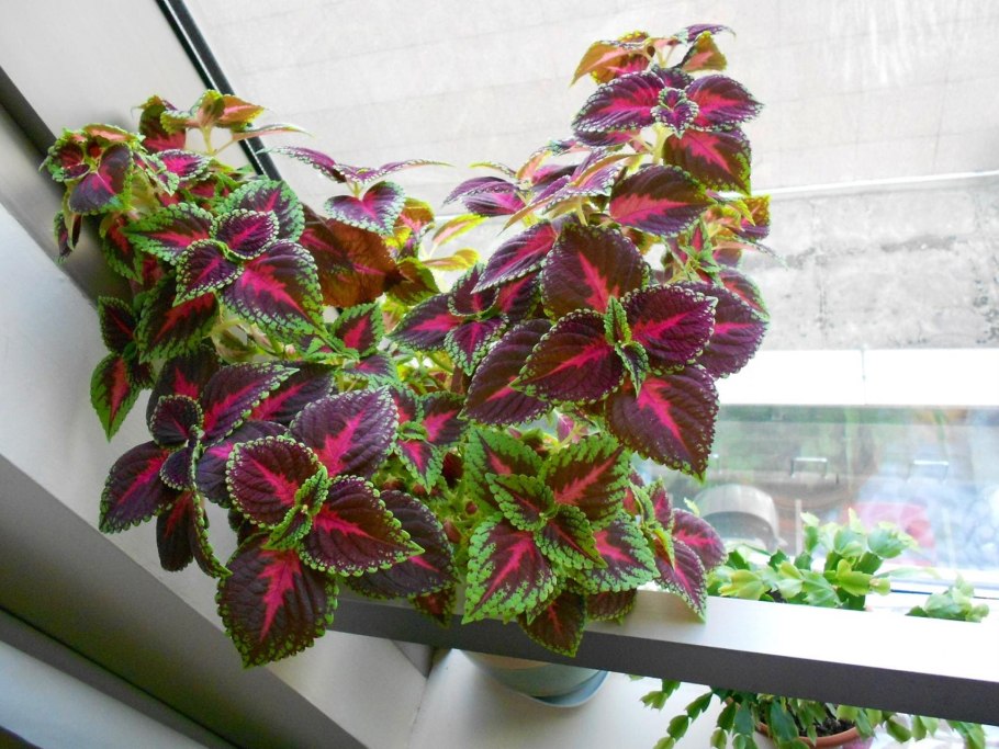 Колеус Paisley Shawl