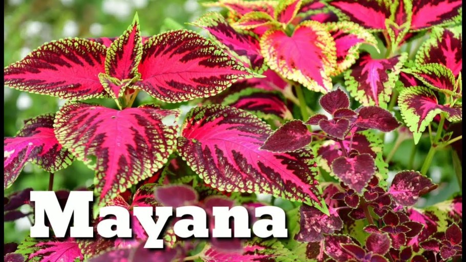 Колеус ампельный