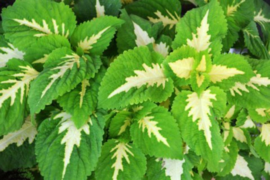 Колеус Блюма