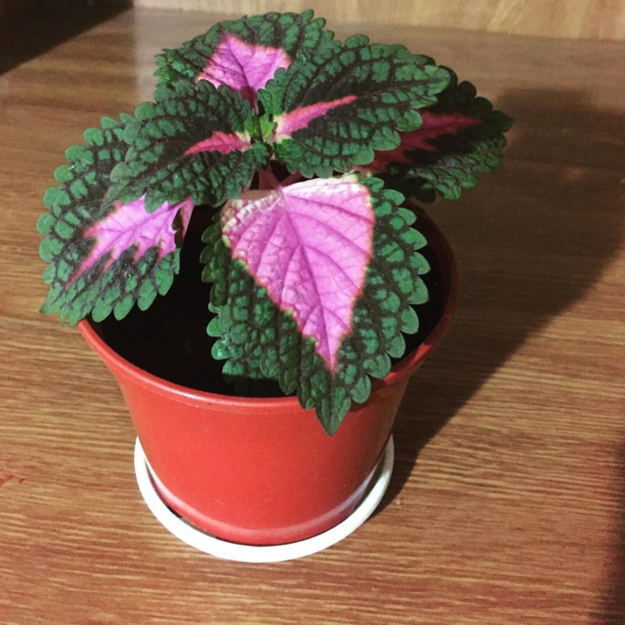 Колеус Coleus Juliet Quartermain