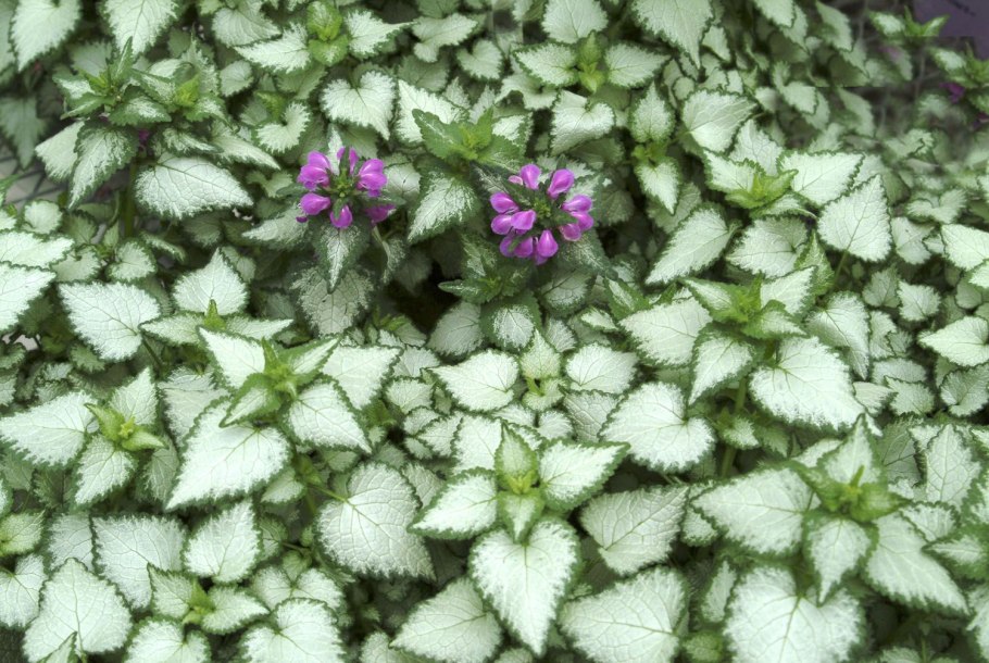 Колеус Крапивка