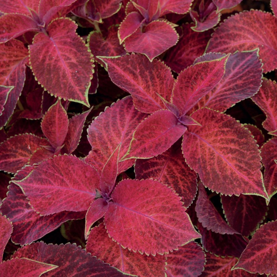 Колеус салатовый