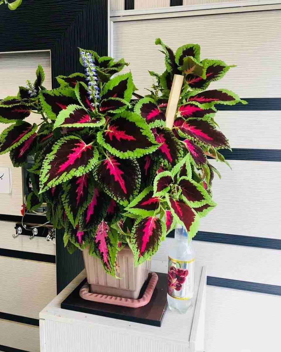 Колеус мелколистный