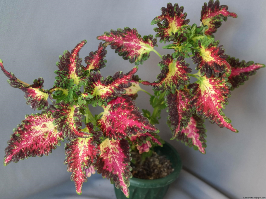 Семена колеус Крапивка