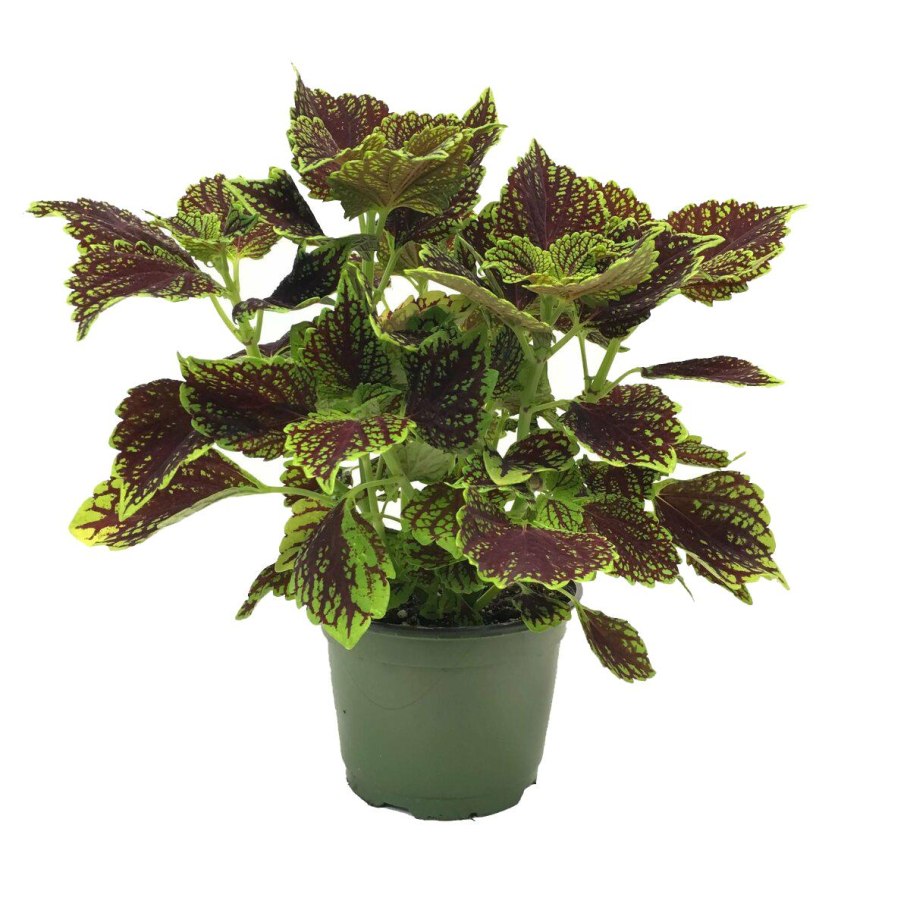 Цветок с зелено фиолетовыми листьями