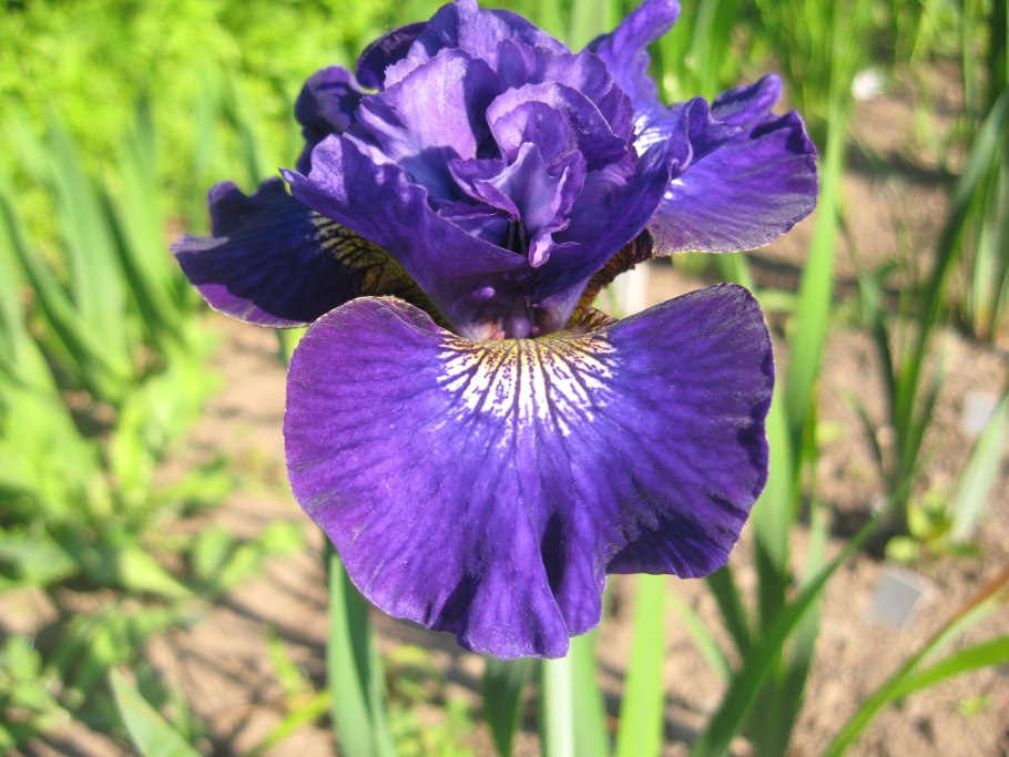 Ирис Касатик Сибирский Iris sibirica