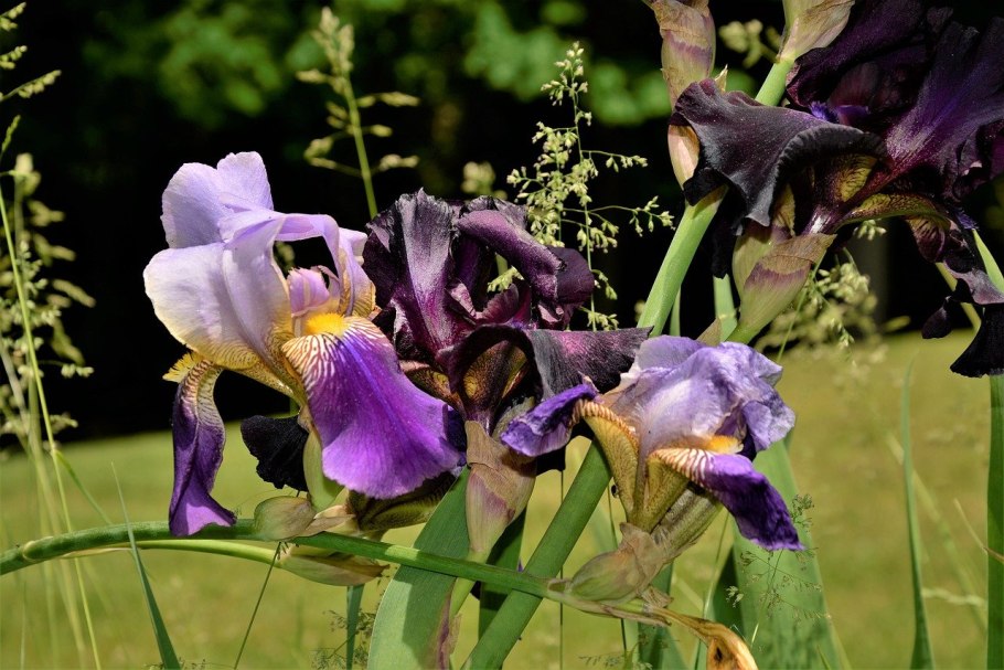 Ирис Сибирский Iris sibirica