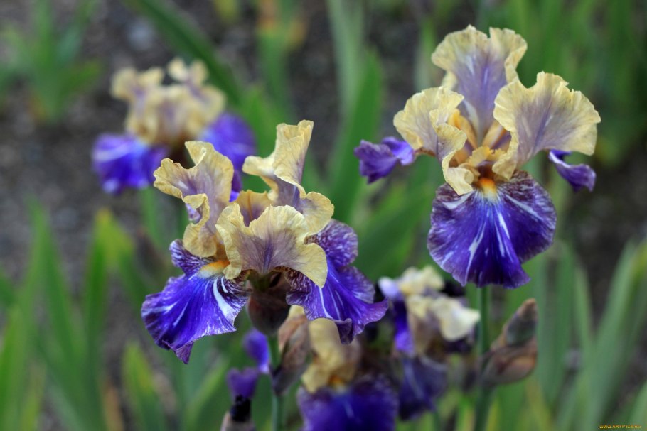 Ирисы Сибирские Отечественной селекции