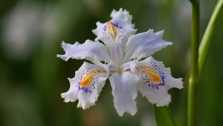 Ирис Касатик Сибирский