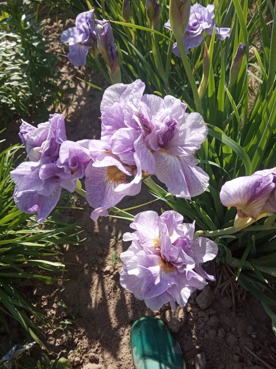 Ирис Сибирский синий / Касатик