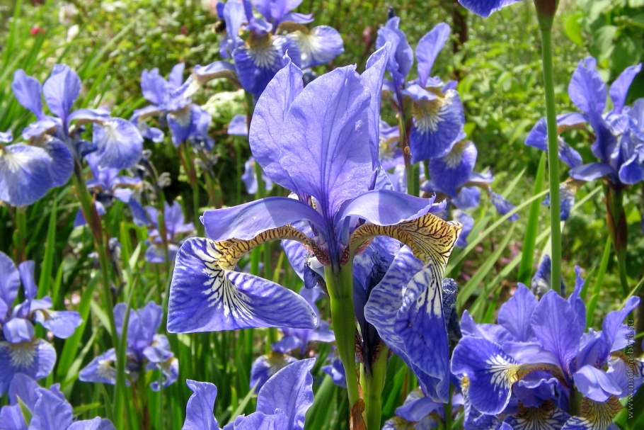 Ирис садовый (Iris Hybrid)