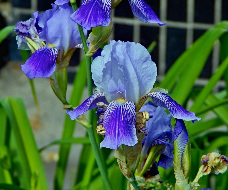Ирис Сибирский 'kita-no-Seiza'