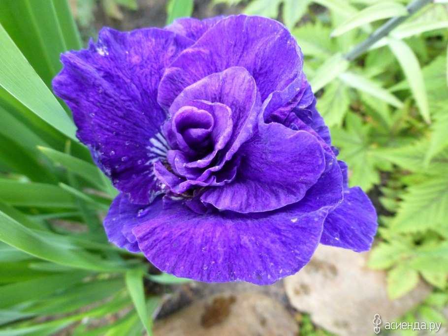 Ирис японский грейвудс Катрина