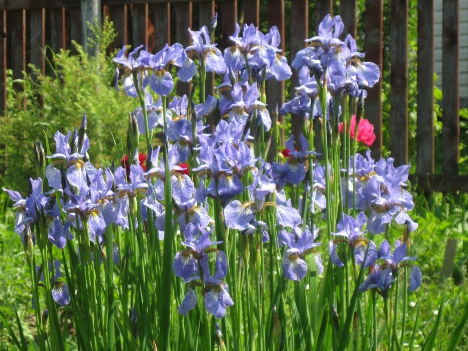 Iris sibirica Imperial Opal