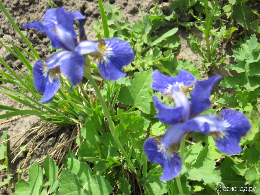 Ирис Сибирский Сноу Квин