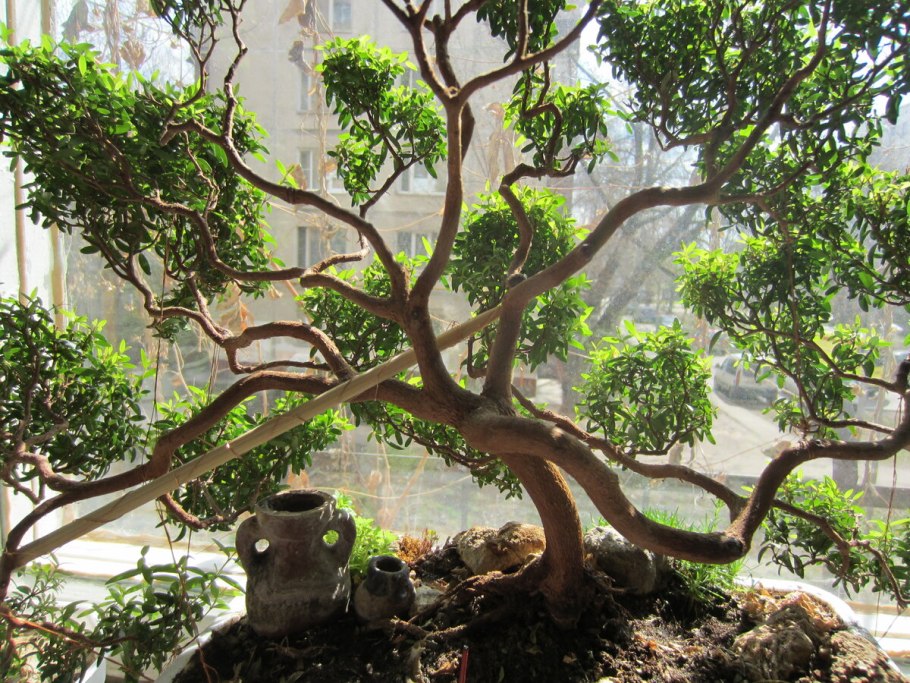 Мирт Мирсина