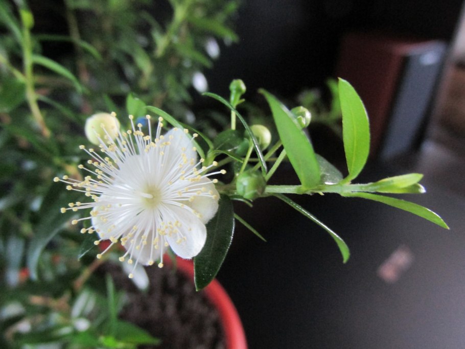 Мирсина Африканская штамбовая