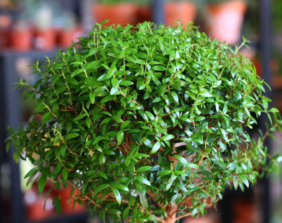 Бонсай фикус клен