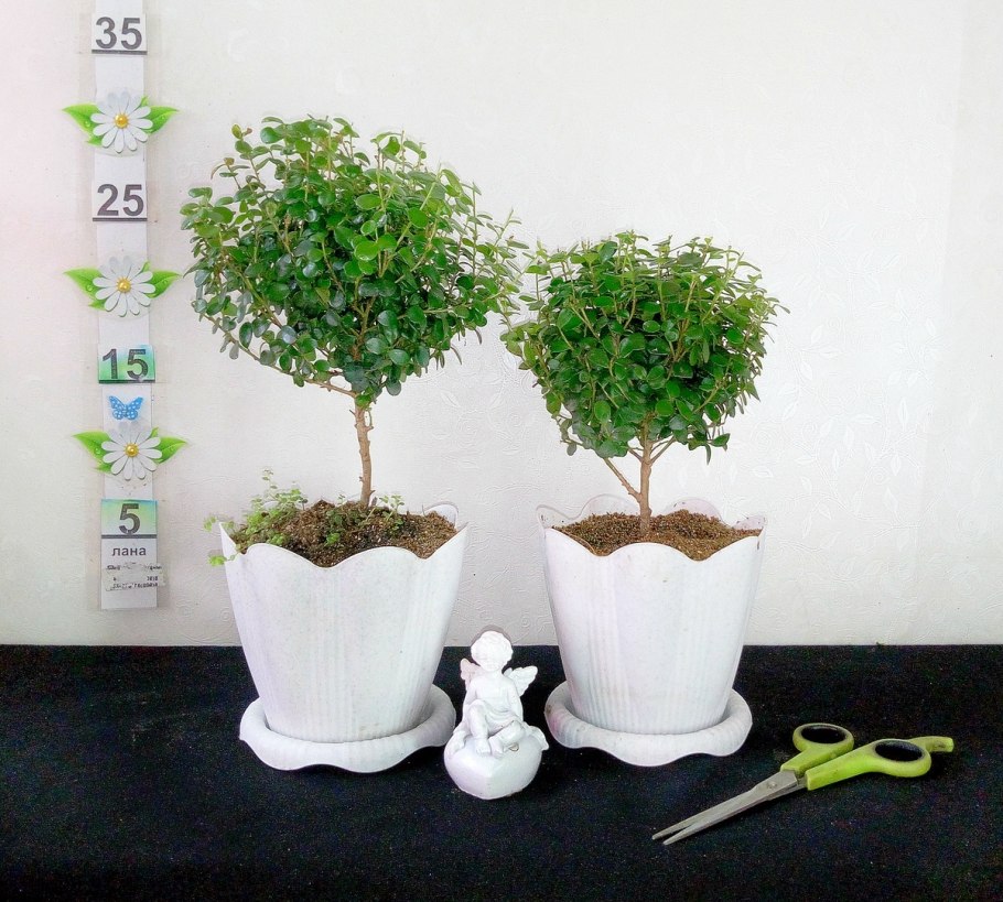 Дерево Мирт