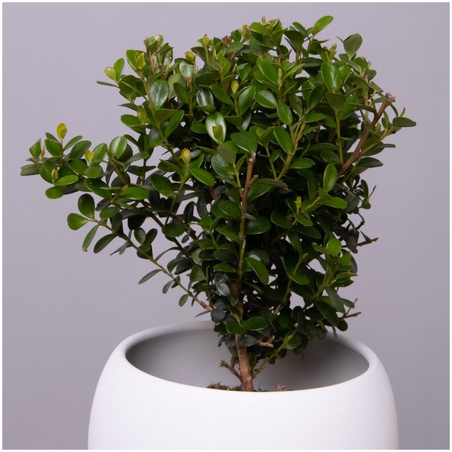 Южноафриканский Мирт Мирсина