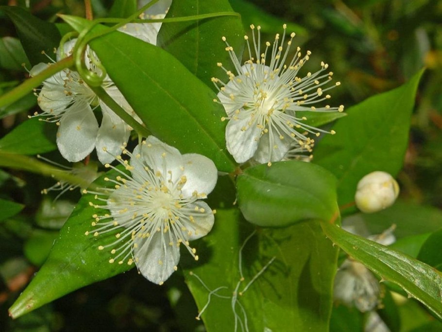 Myrtus communis Brautmyrte